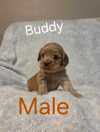 Beautiful Cockapoo Puppies for Sale!, View more