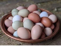 free range farm fresh eggs available