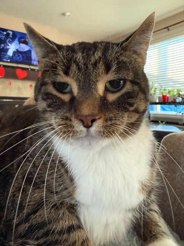 Friendly Cat for Rehoming