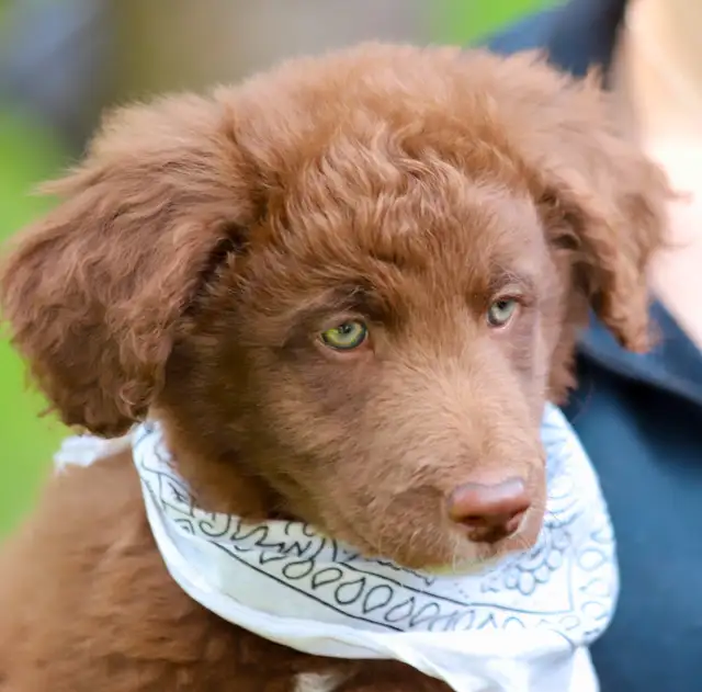 6  RARES DOODLES, BORDOODLES,  BORDOODLES   CHIOTS - PUPPIES in Dogs & Puppies for Rehoming in Laurentides - Image 2