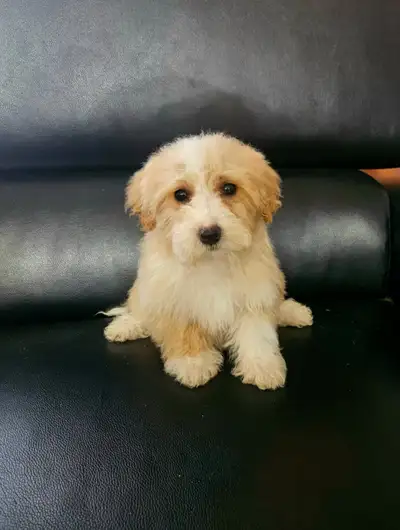 First 2 puppies are females and last puppy (white) is a male Please text for quick reply: 647 236 2...