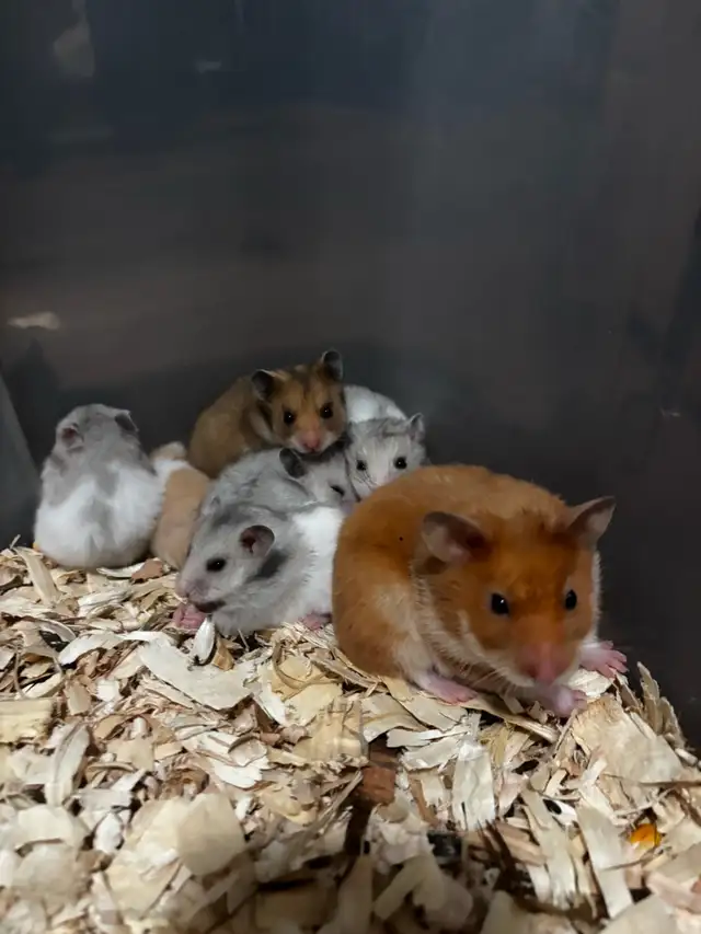 Baby Hamsters in Small Animals for Rehoming in St. Catharines - Image 6