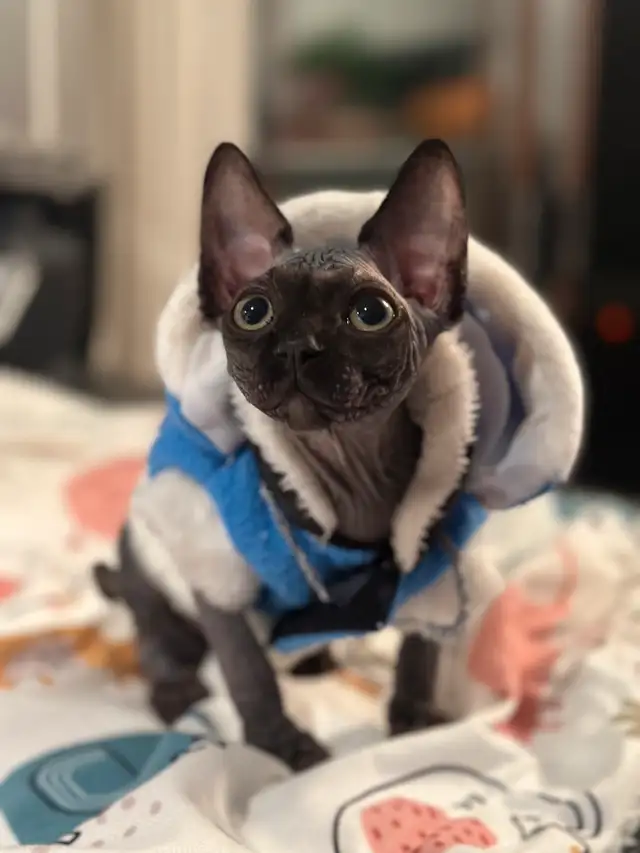 SPHYNX-DEVON REX in Cats & Kittens for Rehoming in Lac-Saint-Jean - Image 2