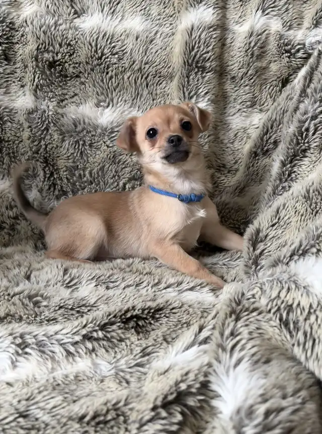 chihuahuax in Dogs & Puppies for Rehoming in Fredericton - Image 7