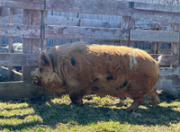 Kunekune Proven Boar for sale