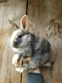 6 week old bunnies