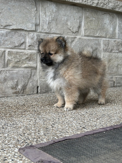 Pomeranian male pup 