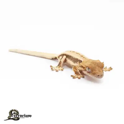 Gecko à crête - Lilly white, View more
