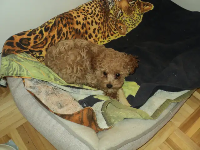 Caniche Toy, femelle abricot (rousse) in Dogs & Puppies for Rehoming in City of Montréal - Image 8