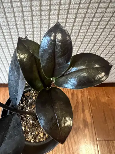 RareFind SuperCute HealthyHomeGrown EasyCare BlackZZPlant ONLY$25 RareFind Healthily Home Grown Two...