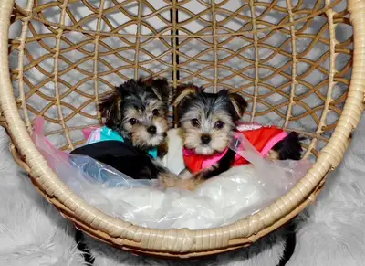 Beautiful (small) Yorkie Terrier puppies (416-629-7510), View more