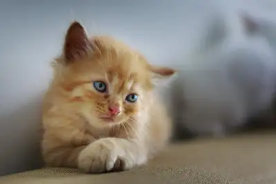 Home and Pet Sitting, View more