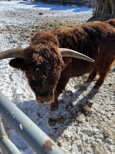 Mini Highland Bull (Proven), View more