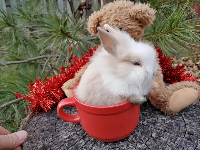 EXTRAORDINARY NETHERLAND DWARF, LIONHEAD, MINI REX, HOLLAND LOP in Small Animals for Rehoming in Ottawa - Image 10