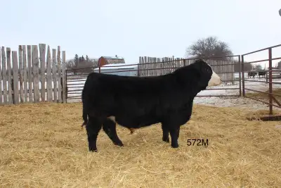 Yearling Simmental bulls for sale off the farm. All bulls pictured above are ones we’ve sold in prev...