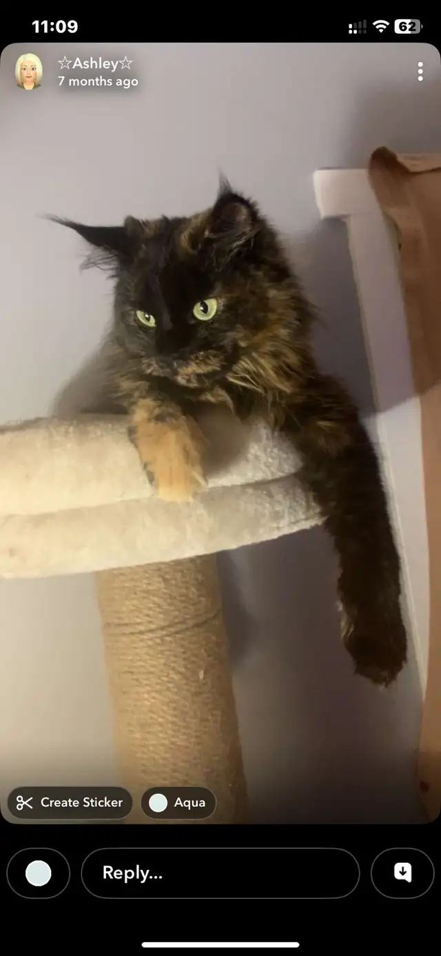 mixed mainecoon kittens in Cats & Kittens for Rehoming in Kelowna - Image 2