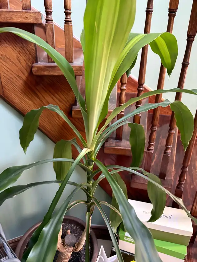 Dracaena fragrans in Plants, Fertilizer & Soil in Mississauga / Peel Region - Image 2
