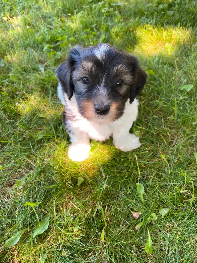 HAVANESE REGISTERED CKC PUPPIES in Dogs & Puppies for Rehoming in Kitchener / Waterloo - Image 6