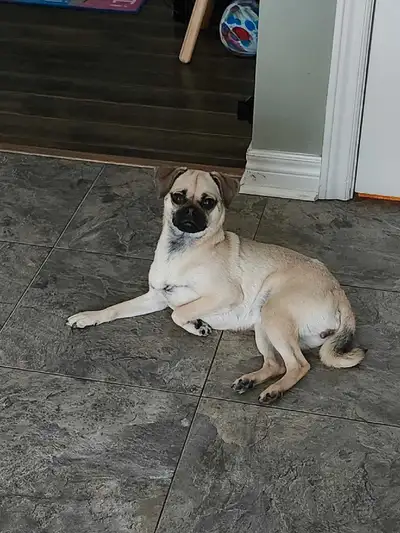 1 1/2 year old female chug, View more