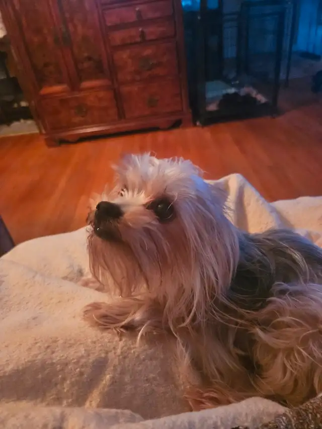 PUREBRED QUALITY YORKIE BY REGISTERED AND EXPERIENCED BREEDER in Dogs & Puppies for Rehoming in City of Toronto - Image 4