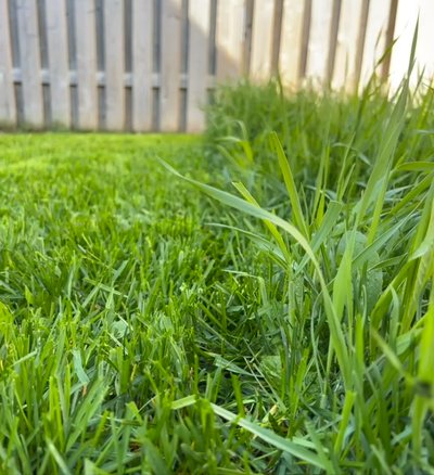 Locally owned and solo operated, I am dedicated to providing reliable, high-quality lawn care servic...