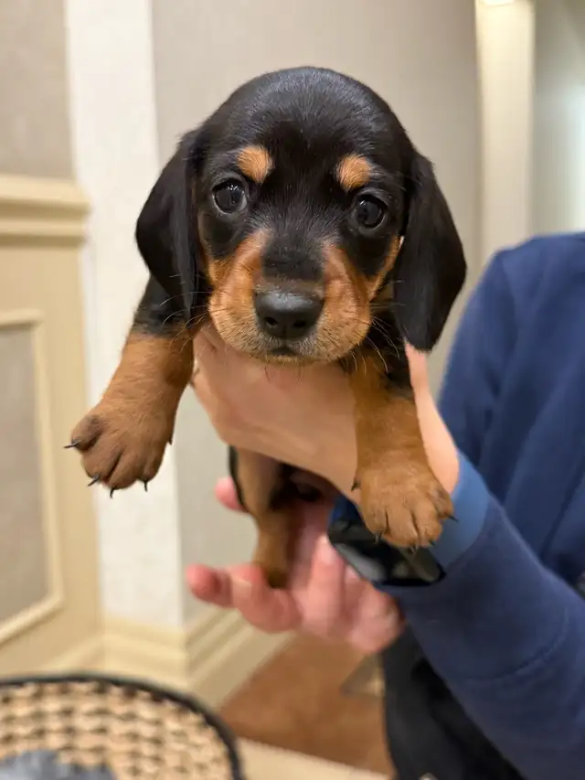 ONLY 3 LEFT!!!!! Mini Dachshund Puppies Available in Dogs & Puppies for Rehoming in City of Toronto - Image 5
