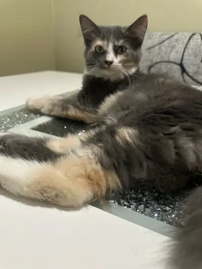 2 female kittens, View more