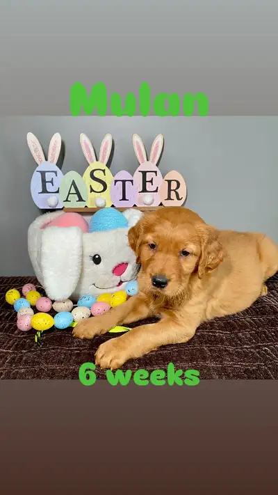 Growing Goldens is thrilled to announce that Fancy and Cooper had a litter of 10 healthy puppies!!!...