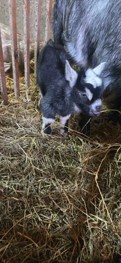 pygmy baby goats, View more