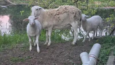 3 month old Lambs, View more