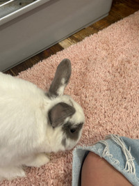 1 year old bunny 