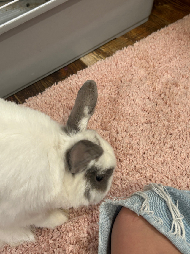 1 year old bunny  in Small Animals for Rehoming in Gatineau