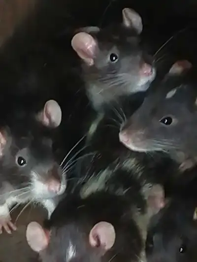 rat dombos 40$ ch 2 pour 70$, View more