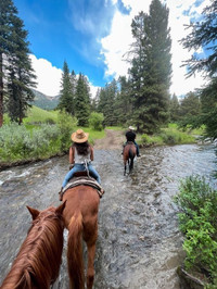 ISO - 2 trail horses under the age of 10