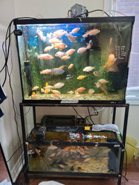 African Cichlids and more 