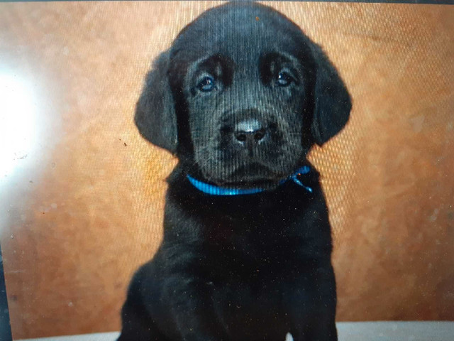 Purebred Black Labrador Pups in Dogs & Puppies for Rehoming in Norfolk County