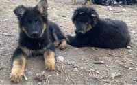 German Shepherd Puppies 