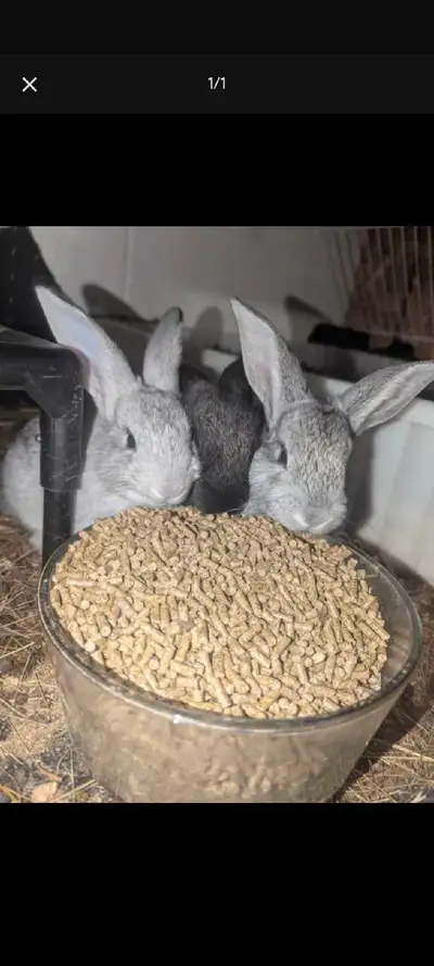 Flemish giant bunnies, View more