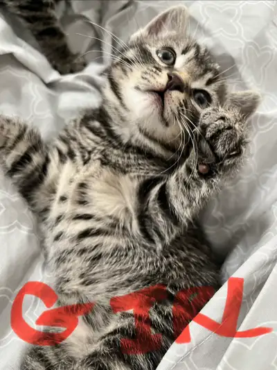 4 kittens ready to go !, View more