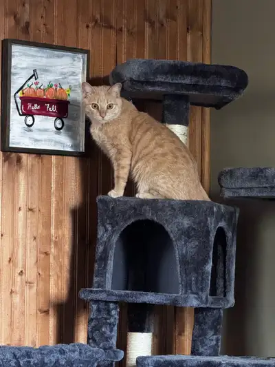 spayed , almost 3yrs old cat, View more