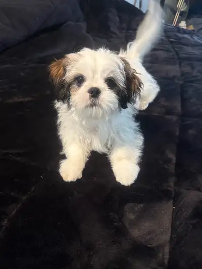 Purebred Shih Tzu’s left - 2 males, View more
