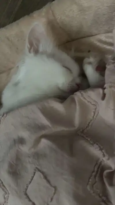Beautiful White Kitten, View more
