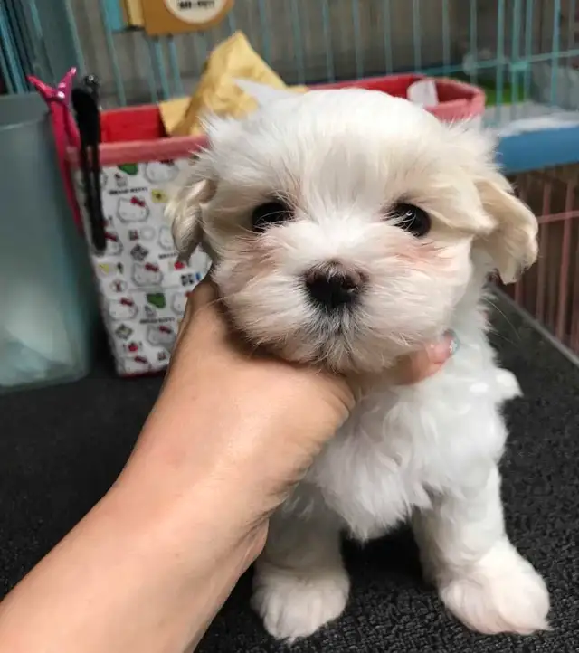 Adorable Toy Size Maltipoo Pups in Dogs & Puppies for Rehoming in City of Toronto - Image 3