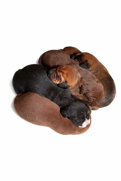 Presa Canario x mastiff, View more