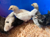 Chicks For Sale