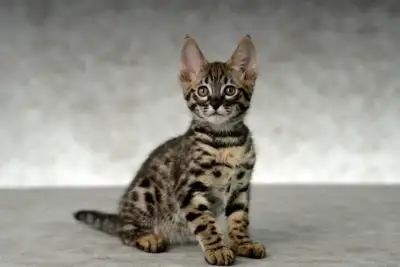 SAVANNAH KITTENS , View more