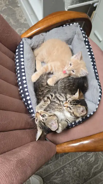 3 male kittens. Ready for new homes, View more
