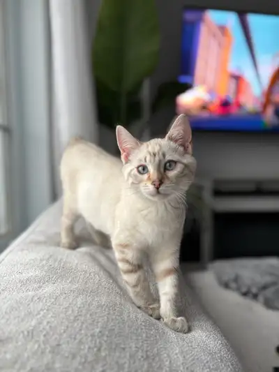 Chaton Highland Lynx femelle avec ses accessoires , View more