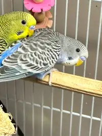 2 Bonded Male Baby Budgies 
