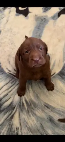 chocolate lab puppies, View more